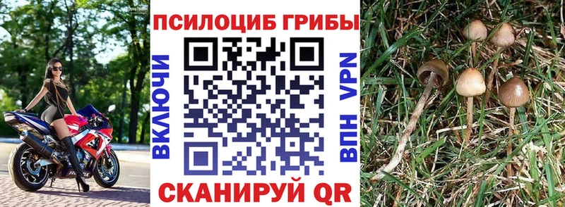 сколько стоит Кондопога Галлюциногенные грибы Magic Shrooms